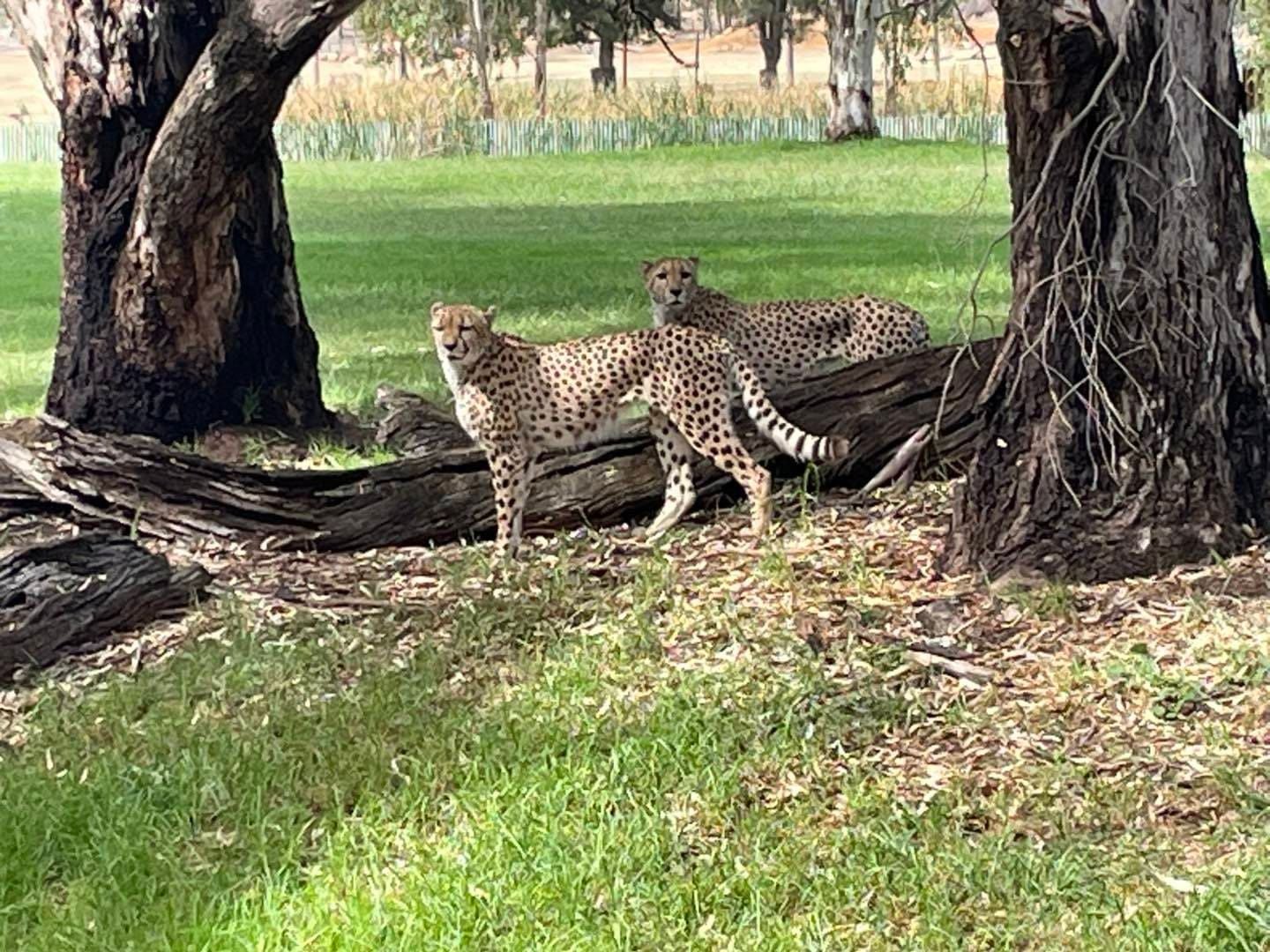 Dubbo Zoo 2025 Image -67de04d5c1a1f